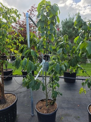 Afbeelding PawPaw-Baum - Asimina Triloba