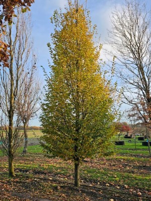 Afbeelding haagbeuk met opgaande groeiwijze - Carpinus betulus 'Frans Fontaine'