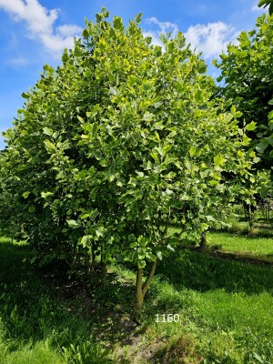 Afbeelding Amerikanischer Tulpenbaum - Liriodendron tulipifera 'Aureomarginatum'
