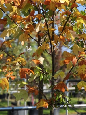 Afbeelding Tulpenboom - Liriodendron tulipifera