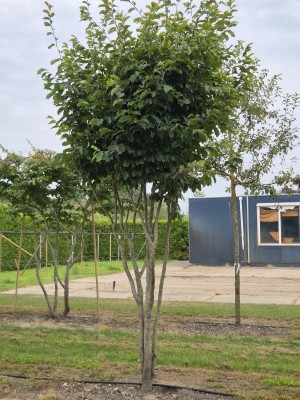 Afbeelding Persisches Eisenholz - Parrotia persica 'Vanessa'