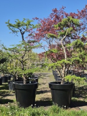 Afbeelding Japanse Larix Tuinbonsai set van 2 - Larix kaempferi