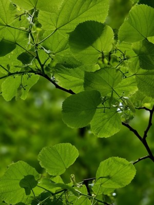Afbeelding Winterlinde meerstam - Tilia cordata