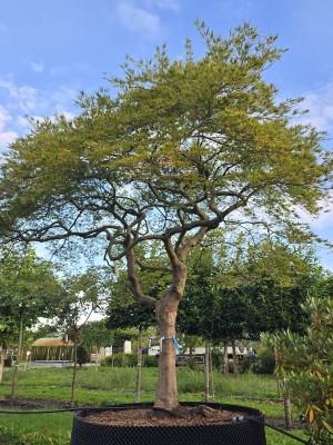 Afbeelding Japanse esdoorn - Acer palmatum 'Dissectum'