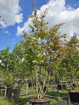Afbeelding Persisches Eisenholz - Parrotia persica