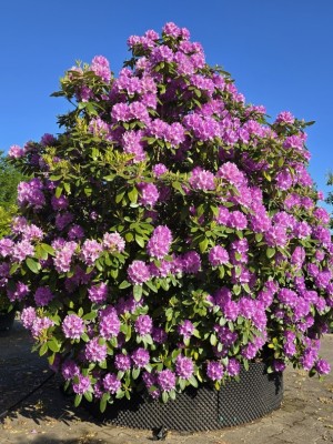 Afbeelding Paarse rhododendron wolk - Rhododendron 'Catawbiense Grandiflorum