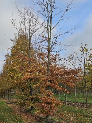 Afbeelding Groene beuk - Fagus sylvatica