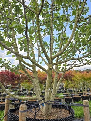 Afbeelding Vijg - Ficus carica