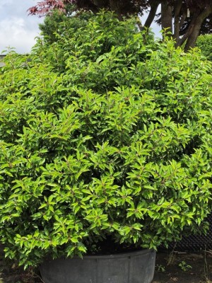 Afbeelding Portugese laurier bolvorm XXXL - Prunus Lusitanica