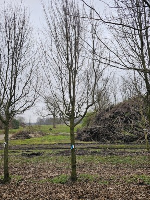 Afbeelding Schmale säulenförmige Hainbuche auf Halbstamm - Carpinus betulus 'Frans Fontaine'   (Fastigiata)