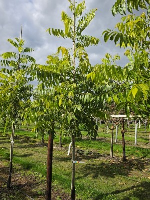 Afbeelding Pecannoot - Carya illinoinensis 'Choctaw'
