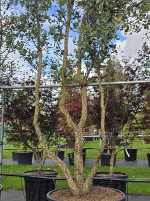 Afbeelding Kurkeik - Quercus Suber