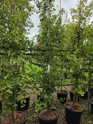 Afbeelding Säulenförmiger Ginkgo - Ginkgo biloba fastigiata 'Blagon'