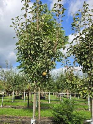 Afbeelding Birne 'Gieser Wildeman' - Pyrus c. 'Gieser Wildeman'