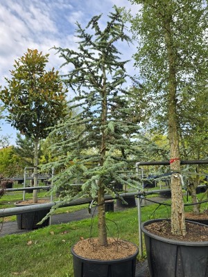 Afbeelding Blauwe atlasceder - Cedrus libani 'Glauca'
