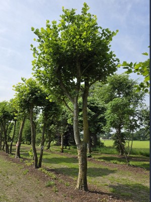 Afbeelding Plataan meerstammige knotvorm  dakplataan - Platanus x Hispanica