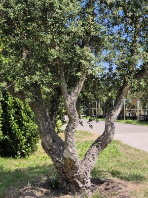Afbeelding Karaktervolle kurkeik - Quercus Suber