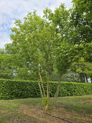 Afbeelding Vederesdoorn - Acer negundo