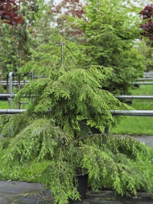 Afbeelding Hemlockspar - Tsuga canadensis