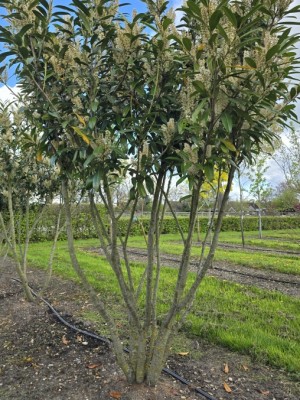 Afbeelding Laurierkers 'Caucasica' - Prunus laurocerasus 'Caucasica'