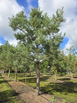 Afbeelding Grove Den - Pinus sylvestris