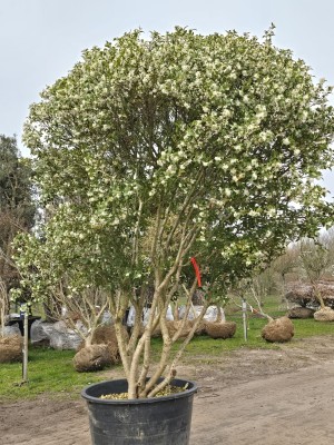 Afbeelding Schijnhulst met voorjaarsbloei - Osmanthus x Burkwoodii
