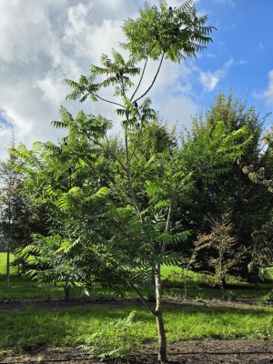 Afbeelding Strauchförmiger Essigbaum - Rhus typhina
