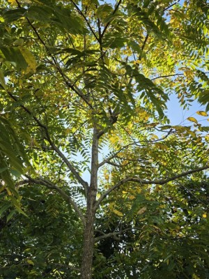 Afbeelding Zwarte noot - Juglans Nigra