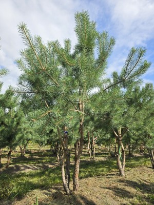 Afbeelding Grove den - Pinus sylvestris