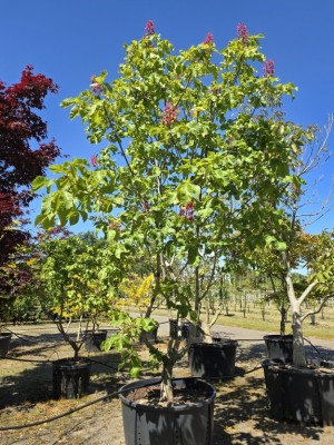 Afbeelding Rode paardenkastanje - Aesculus x carnea 'Briotii'