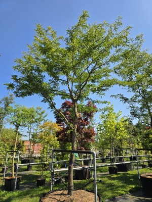 Afbeelding Falscher Christusdorn 'Sunburst' - Gleditsia triacanthos 'Sunburst'