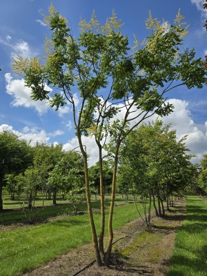 Afbeelding Blasenbaum - Koelreuteria paniculata