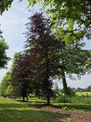 Afbeelding Rode beuk - Fagus sylvatica 'Atropunicea'