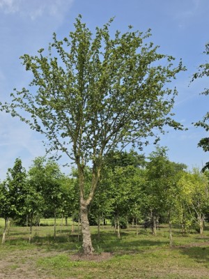 Afbeelding Veldesdoorn, Spaanse aak - Acer campestre