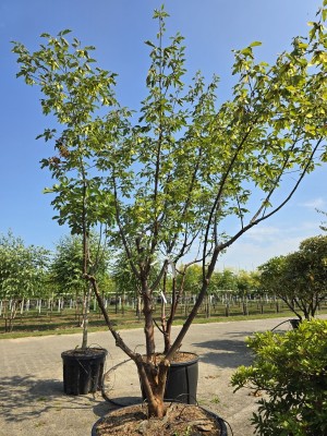 Afbeelding Papierahorn - Acer griseum