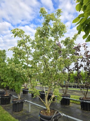 Afbeelding Meerstammige vederesdoorn - Acer negundo 'Flamingo'