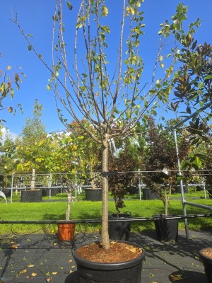 Afbeelding Reine Claude handpruim - Prunus domestica 'Reine Claude d'Oullins'