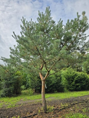 Afbeelding Große Kiefer, Flugkiefer - Pinus sylvestris