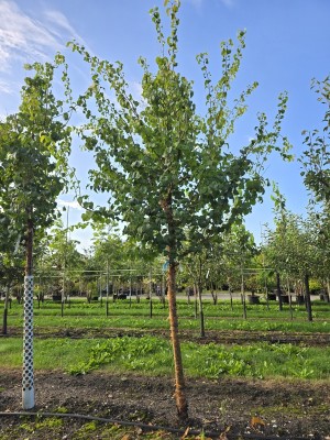Afbeelding Chinesischer Flieder - Syringa pekinensis 'China Snow'