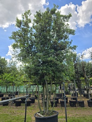 Afbeelding Steeneik - Quercus ilex