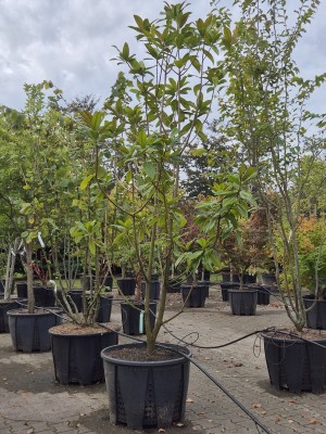 Afbeelding Immergrüne Magnolie - Magnolia grandiflora