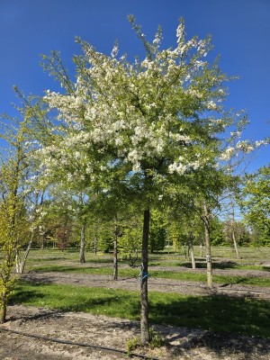 Afbeelding Wit bloeiende sierappel als parasolboom - Malus toringo 'Brouwers Beauty'