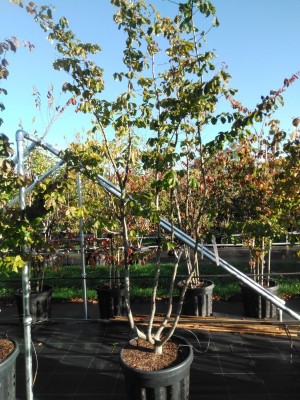 Afbeelding Persisches Eisenholz - Parrotia persica