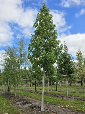 Afbeelding Amberbaum - Liquidambar styraciflua 'Palo Alto'