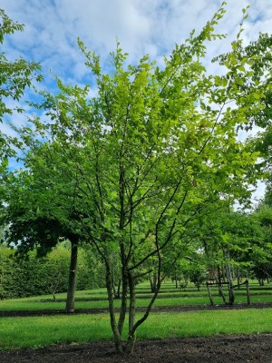 Afbeelding Hainbuche - Carpinus betulus