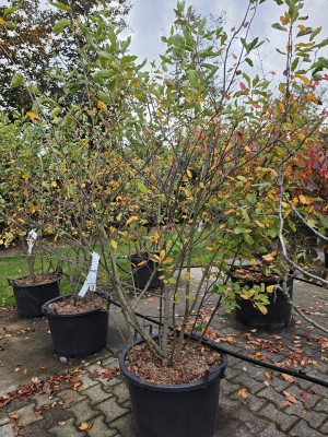 Afbeelding Krentenboom meerstam - Amelanchier lamarckii