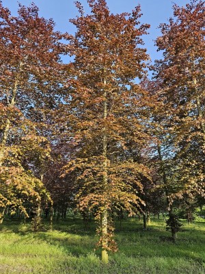 Afbeelding Rotbuche - Fagus sylvatica 'Atropunicea'