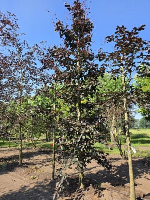 Afbeelding Veredelde Rode beuk met dieprood blad - Fagus sylvatica 'Riversii'