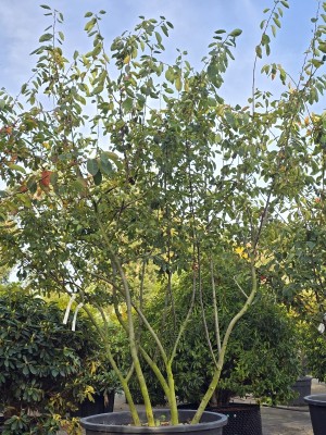 Afbeelding Kupfer-Felsenbirne - Amelanchier lamarckii