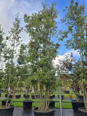 Afbeelding Steeneik - Quercus ilex